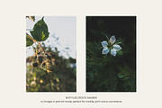 Garden Sunset | Photo Bundle, a Nature Photo by The Responsible Creatives (Thumbnail 4 of 11)