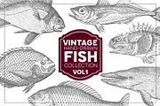 Vintage Fish Collection - vol1, an Animal Illustration by Leitmotif (Thumbnail 1 of 4)