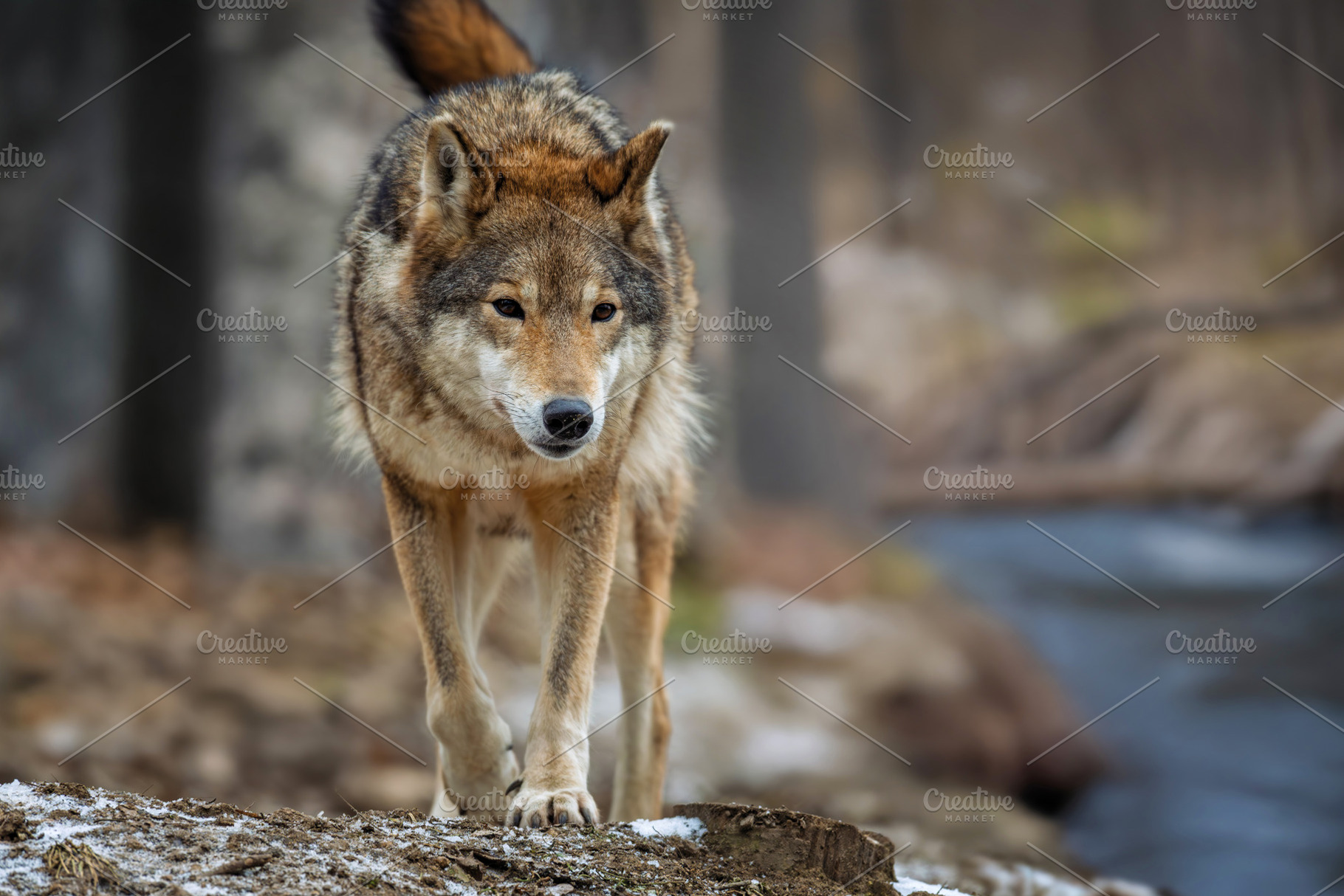 Wolf standing outdoors near the river. European timber wolf Cani, an Animal Photo by Byrdyak