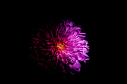 Dark Background Floral Bloom, a Nature Photo by Silent Nature (Thumbnail 1 of 10)
