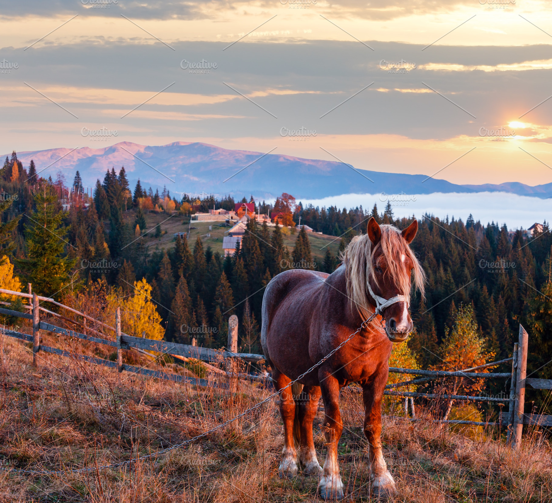 Horse and early morning autumn Carpathian mountain village, Ukra, a Nature Photo by YuriyB