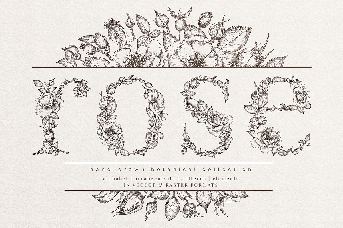 rose | botanical illustrations, an Illustration by Sophia J Caldwell (Photo 1 of 23)