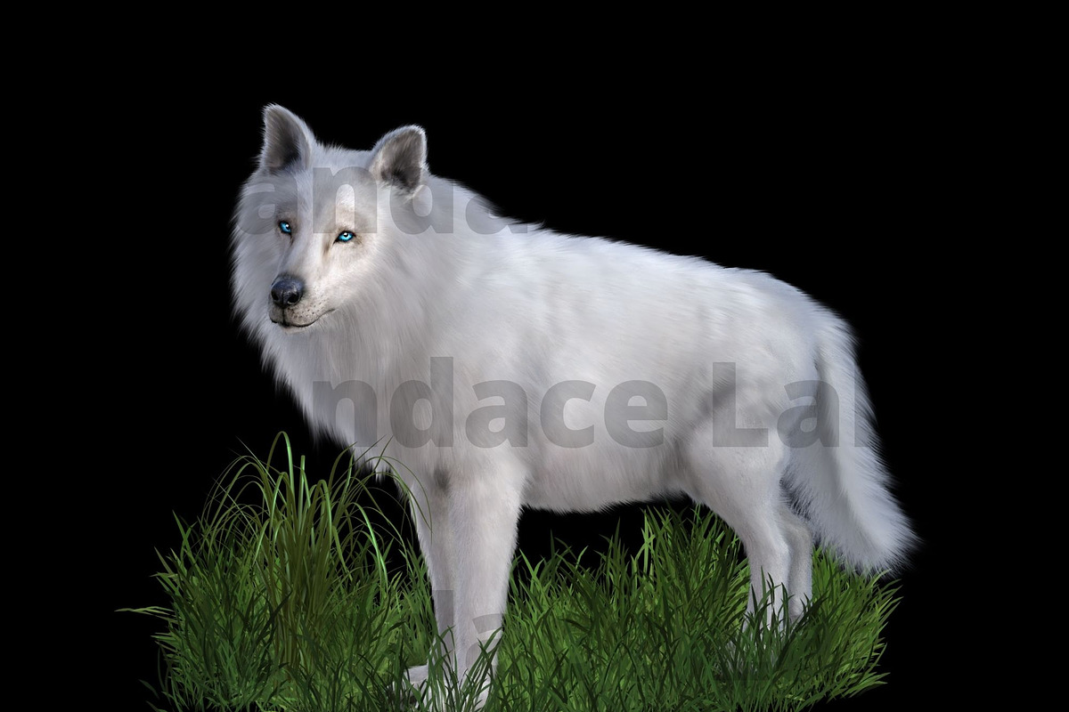White Dire Wolf Illustration, an Illustration by Kandace Lalo Designs (Photo 3 of 5)
