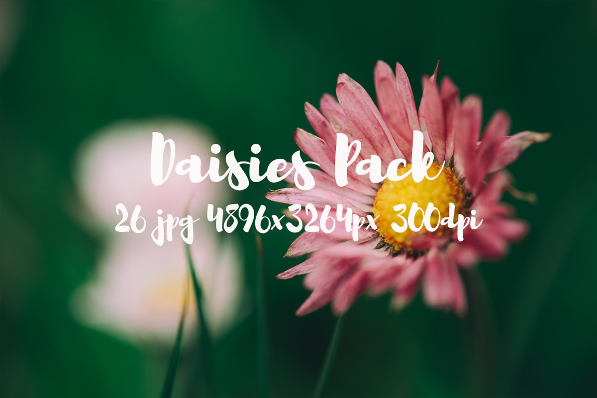 Daisies Pack, a Templates & Theme by ApertureVintage (Photo 2 of 14)
