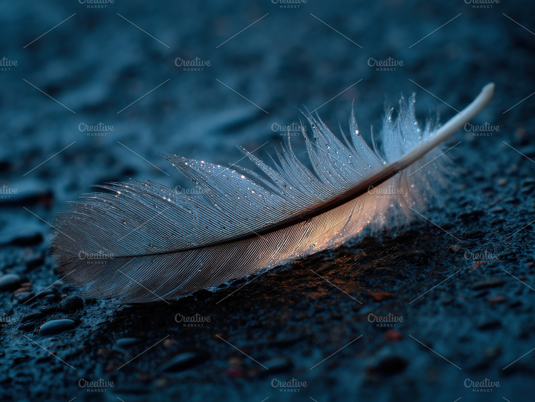 Feather on Wet Asphalt, a Nature Photo by Virgo Studio