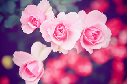Pastel Rose preview 5