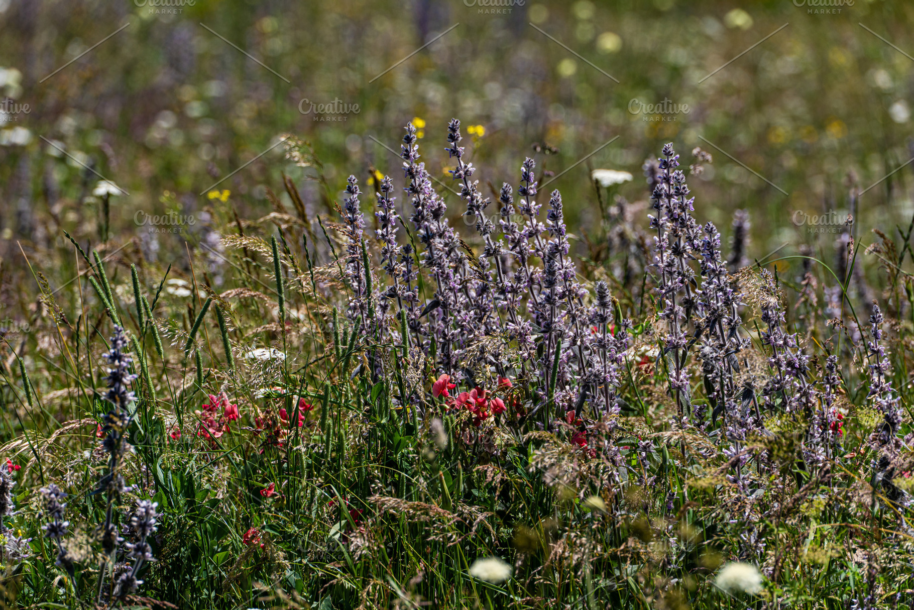Rural meadow with wild flowers and plants, a Nature Photo by Anna Bogush