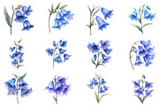 Watercolor Bluebell Flower Clipart, an Illustration by Dream Creation (Thumbnail 3 of 7)