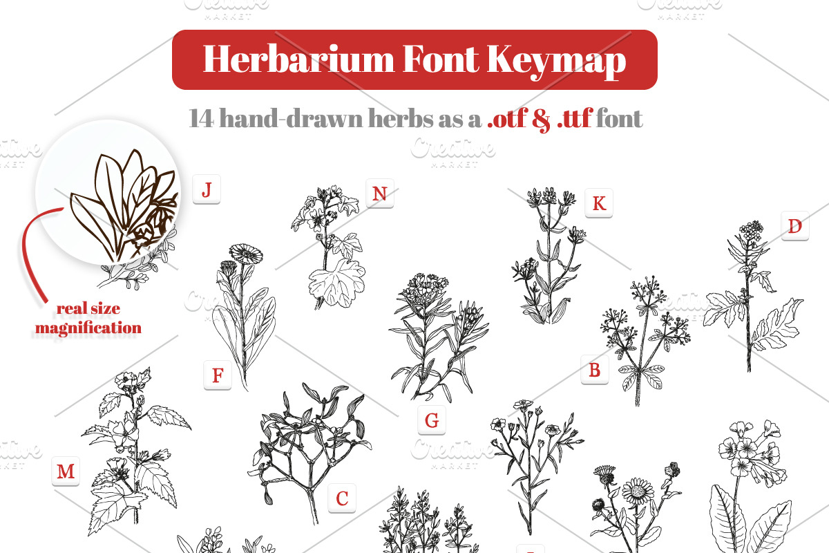 Herbarium Font preview 3