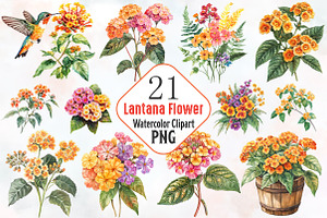 Lantana Flower Watercolor Cliparts, an Illustration by RobertsArt