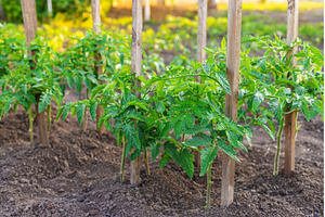 Tomato seedlings growing in the, a Nature Photo by yanadjana