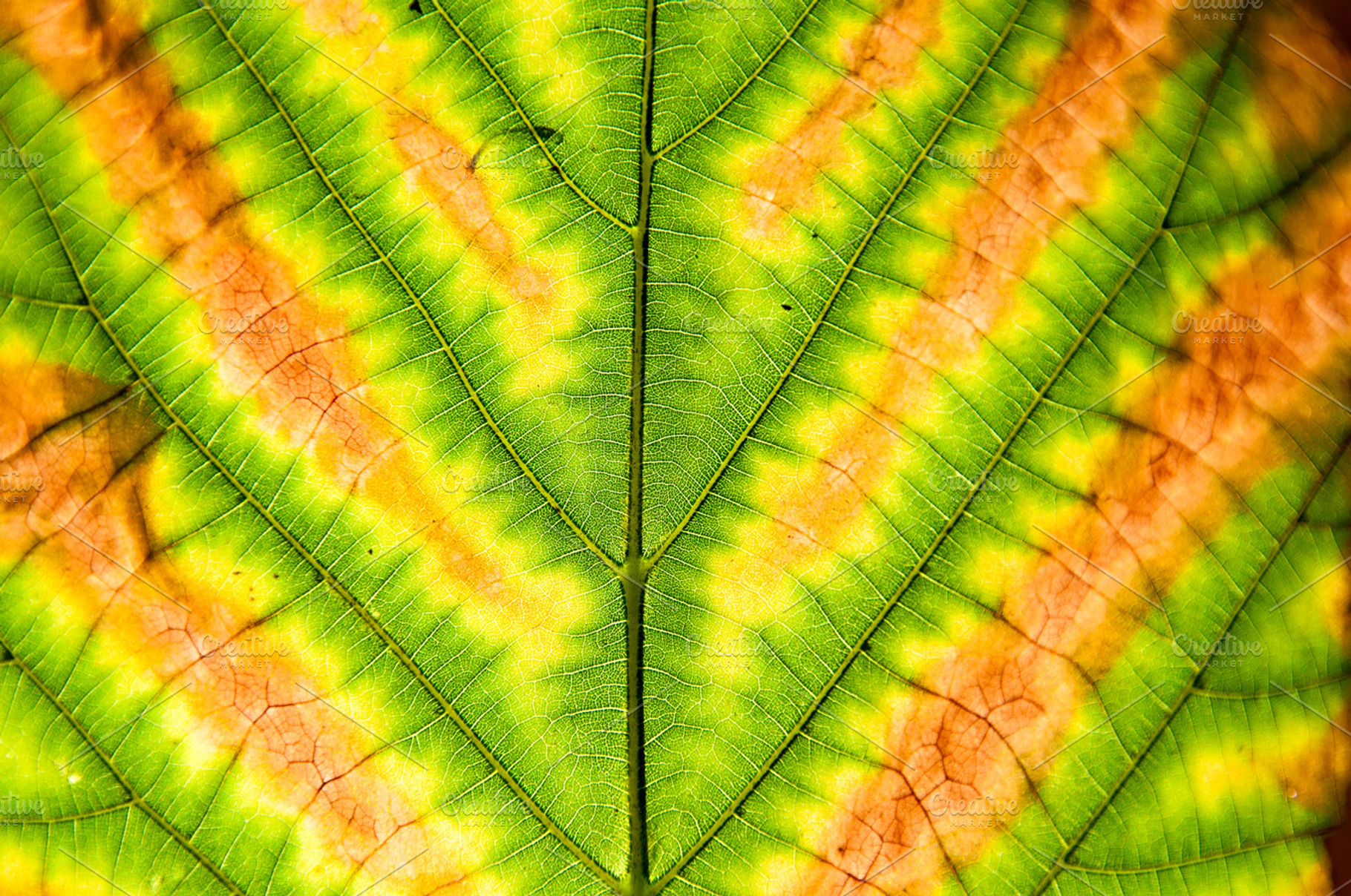 Autumn Leaf Closeup