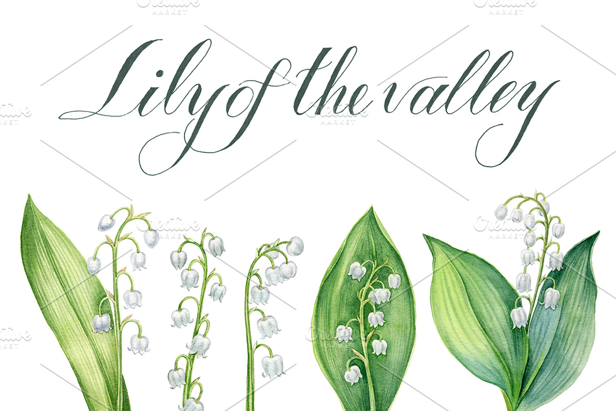 Lily of the valley, an Illustration by Watercolor life (Photo 1 of 4)