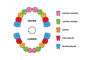 Primary Teeth Dentition Anatomy