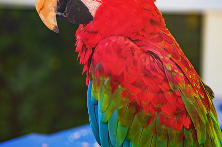 two macaw parrots eat food, an Animal Photo by TanaCh