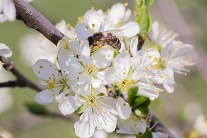 Bee collecting nectar on white flowers of a fruit tree., a Nature Photo by ndanko