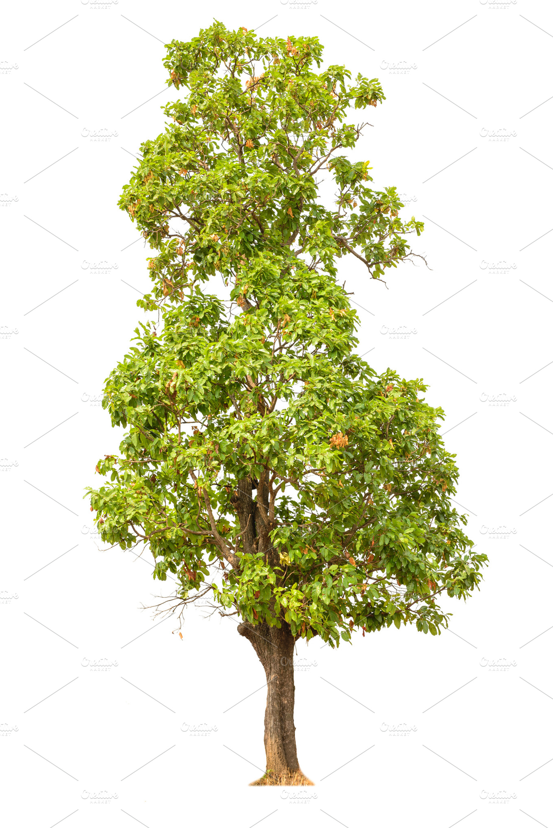 Tree on white background, a Background Photo by Looker_Studio