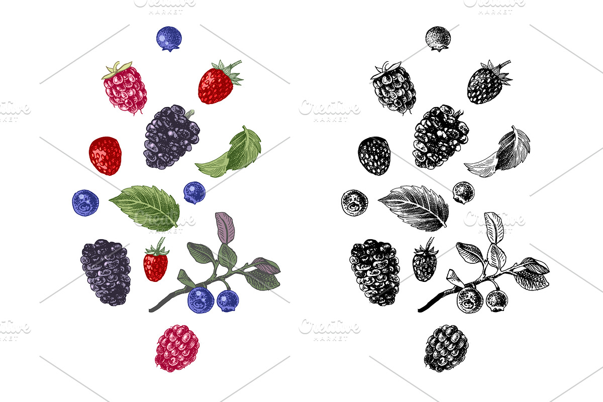 Fresh berries, a Food Illustration by handsketched (Photo 6 of 21)