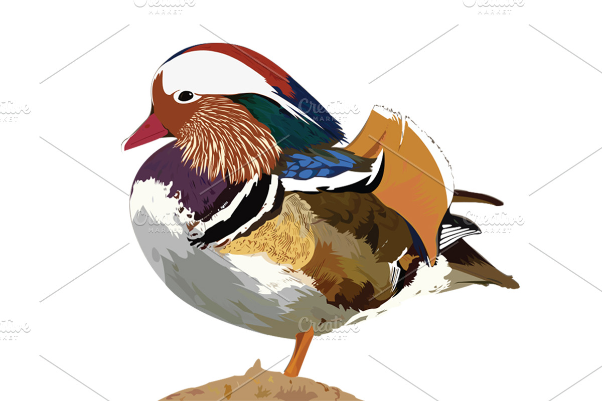 Mandarin Duck Vector Illustration, an Animal Illustration by LineByLine