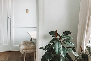 Living Room Corner Plant