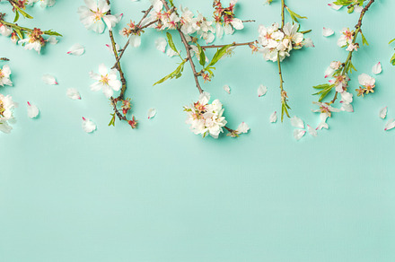 Spring almond blossom flowers over light blue background, wide composition, an Abstract Photo by Foxys