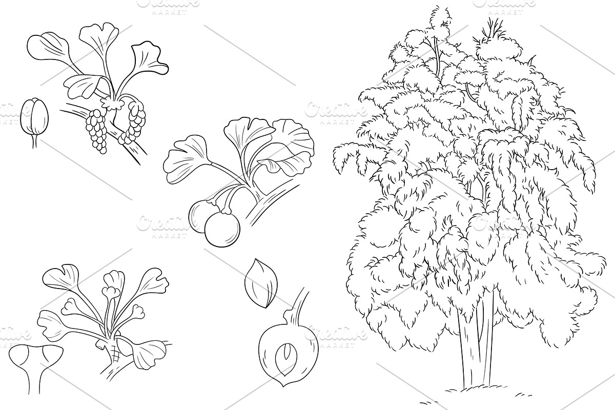 Botanical Line Art Bundle, an Illustration by Graphic Cook (Photo 5 of 8)