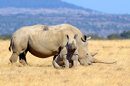 African white rhino stock photo containing animal and rhino, an Animal Photo by Byrdyak