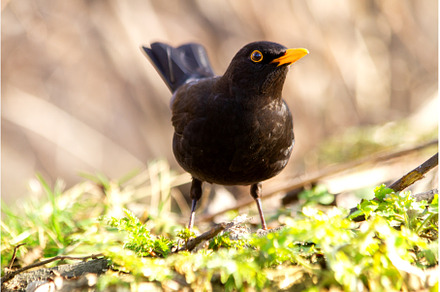 blackbird in a spring meadow, an Animal Photo by Pakosta