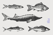 Fish Vector Collection, an Animal Illustration by Lubov Illustrations Shop (Thumbnail 2 of 6)