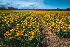 Blooming yellow tulips near Lisse, a Nature Photo by Alpine Dreams