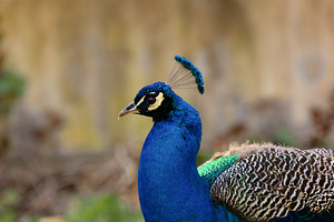 Blue Peacock in Detailed Portrait wi, an Animal Photo by Perpis