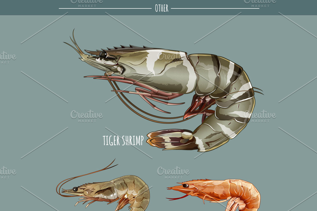 Seafood Vector Pack, an Object Graphic by ConceptCafe (Photo 3 of 4)