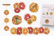 Watercolor Citrus Ornaments Clipart, an Illustration by lilisprints (Thumbnail 4 of 7)