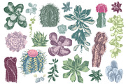 Cactuses and succulents collection, a Decorative Illustration by handsketched (Thumbnail 2 of 7)