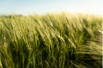 Green ears of barley on the, a Nature Photo by volodymyrshtun13795