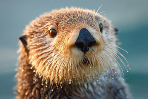 Close-up of a sea otter with water droplets, an Animal Photo by AlyaAnd