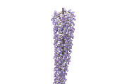 Wisteria, an Environmental 3D Model by AndrewWhite (Thumbnail 8 of 10)