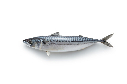 Whole mackerel fish on white, a Food & Drink Photo by Yaroslav Danylchenko
