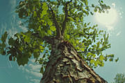98 Trees view from below, a Nature Photo by Handmadefont (Thumbnail 43 of 98)