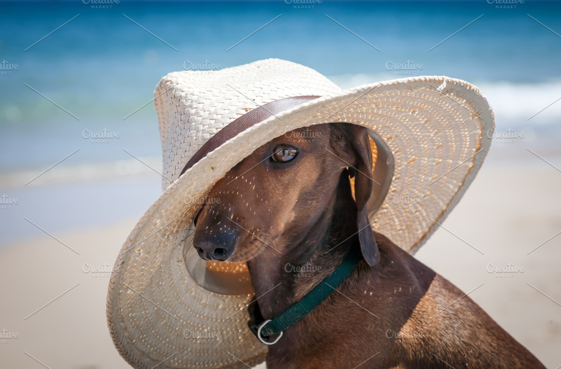 Dachshund Dog With Hat Stock Photo Containing Dog And Dachshund
