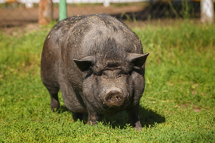 Black pig on green grass, an Animal Photo by AlexBush
