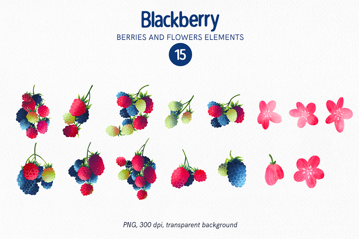 Blackberry fruits and leaves clipart, a Food Illustration by Harmony Draws (Photo 4 of 6)