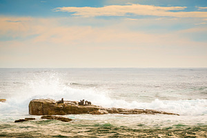 Brown Fur Seals, an Animal Photo by THP Creative