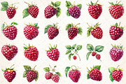 Watercolor Raspberry Clipart, an Illustration by Libby Wishes (Thumbnail 2 of 4)