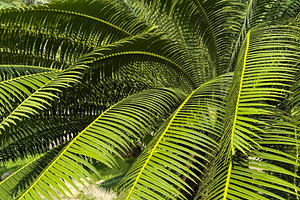 Sago palm tree in the garden, a Nature Photo by ArtBackground