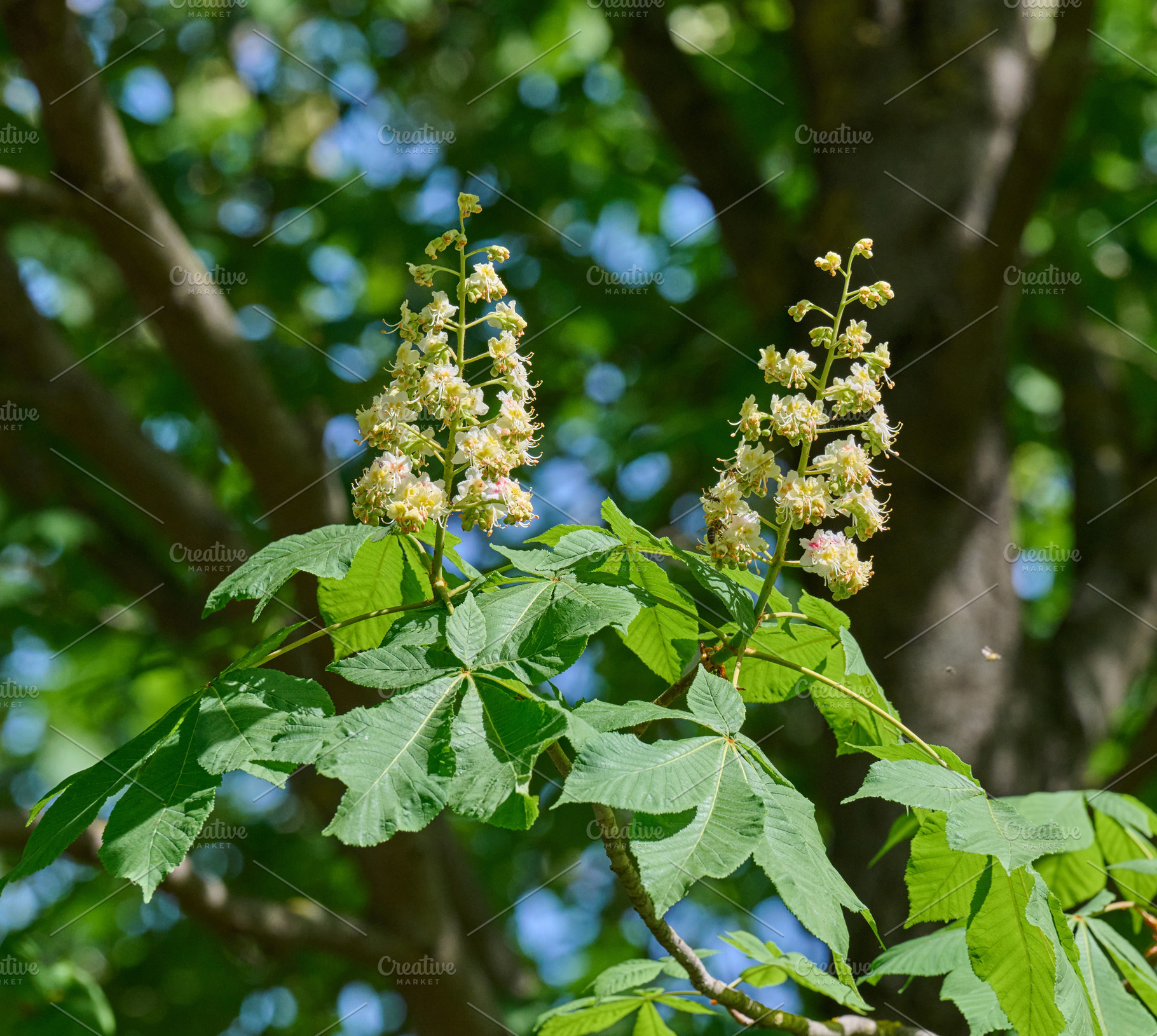 Horse chestnut Aesculus hippocastanum flowers blooming among gre, a Nature Photo by ndanko