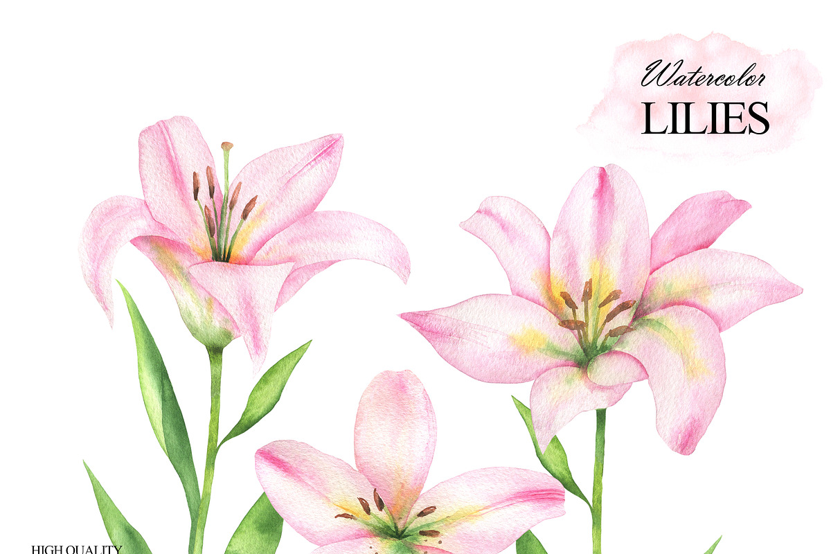 Pink lilies watercolor clipart set, an Illustration by OlDm_Shop (Photo 4 of 10)