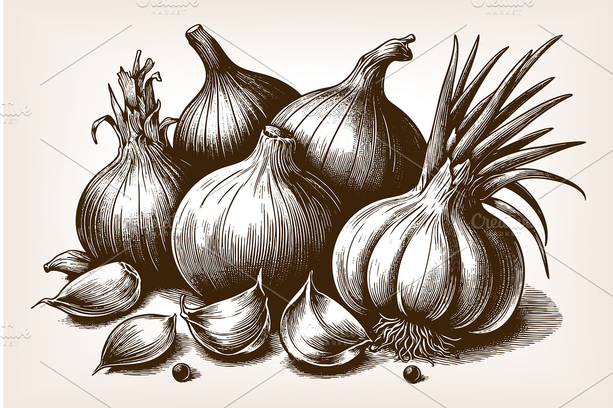 garlic and onion bulbs engraving, a Food Illustration by AlexArt