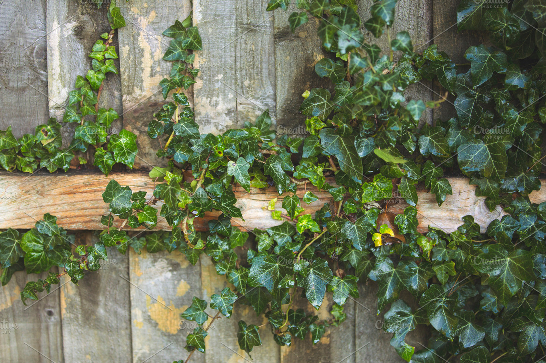 Garden Ivy, a Nature Photo by MelanthaGraphics