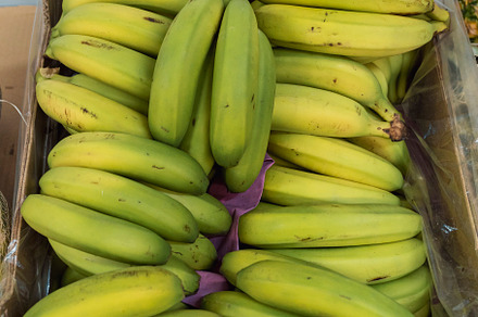 A pile of bananas placed inside a box, a Food & Drink Photo by YossSabalet